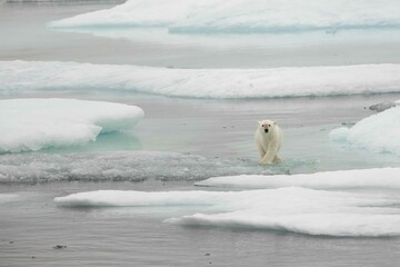 Polar bear cub on floe ice © karenfoleyphoto