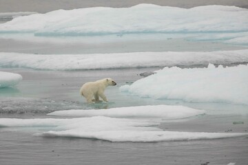 Polar bear cub on ice