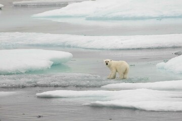 Lone polar bear cub on ice