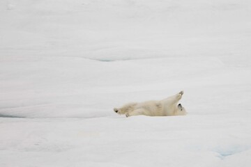 Playful polar bear in snow