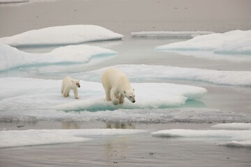 Polar bear and cub navigating melting ice