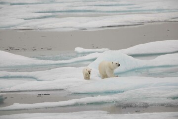 Polar bear and cub on melting ice © karenfoleyphoto