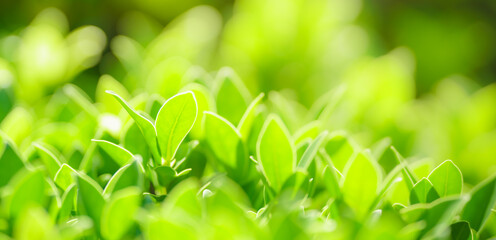 Closeup of beautiful nature view green leaf on blurred greenery background in garden with copy space using as background cover page concept.