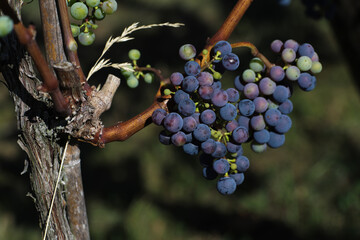 Brunches of ripe dark grapes for harvest to make wine.