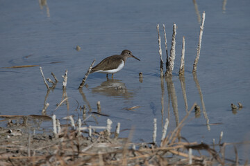 Common sandpiper in natural parc el fondo Spain.