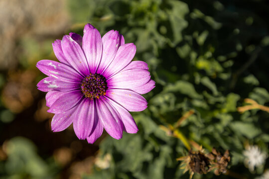 One beautiful pink cosmos flower in the garden