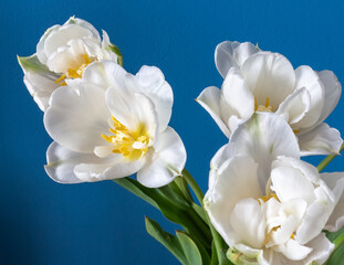 Fototapeta na wymiar big beautiful blooming white peony tulips on blue background shallow focuse