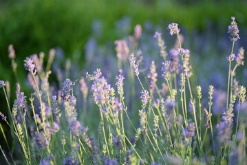field, meadow, lavender garden, purple small flowers, lavandin, close-up background, green leaves, sunny evening, green stems, out of focus, abstract drawing