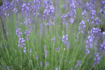 field, meadow, lavender garden, purple small flowers, lavandin, close-up background, green leaves, sunny evening, green stems, out of focus, abstract drawing