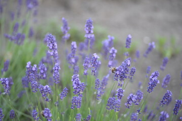 field, meadow, lavender garden, purple small flowers, lavandin, close-up background, green leaves, sunny evening, green stems, out of focus, abstract drawing