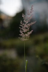 spikelet close-up, against the background of the evening sky, bokeh, broun spikelets, dark brown...