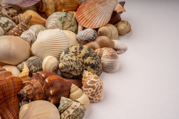 Sea Shells on White Background