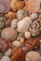 Sea Shells on White Background