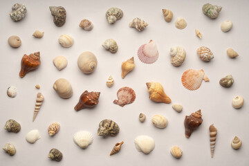Sea Shells on White Background