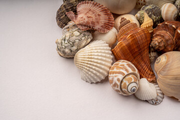 Sea Shells on White Background