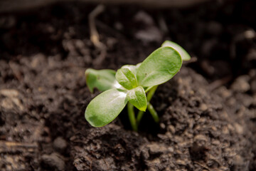 a young sprout of a garden plant in early spring