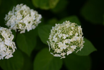 white hydrangea flowers, a bunch of hydrangea flowers close-up on a green background, floral texture, gradient, beautiful wedding, garden, plant, vegetable garden, Ukrainian shrub