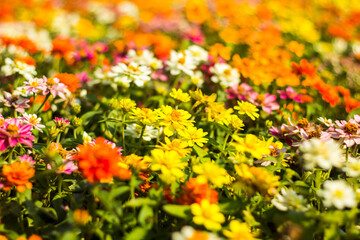 selective focus colourful flowers background 