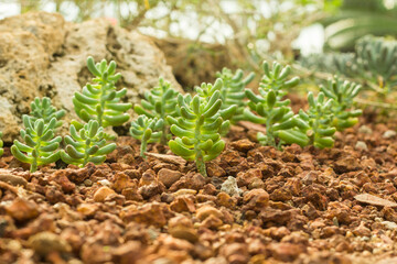 Many small cactus, planted indoor. Cactus in pot arranged in Green house. Home plant need sunshine to grow.