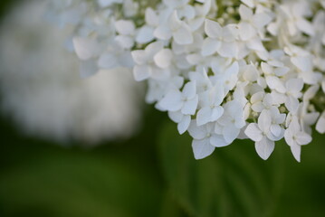 white hydrangea flowers, a bunch of hydrangea flowers close-up on a green background, floral texture, gradient, beautiful wedding, garden, plant, vegetable garden, Ukrainian shrub