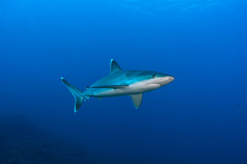 Fototapeta na wymiar Silver tip shark (Carcharhinus albimarginatus) swimming in the blue