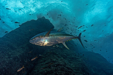 Fototapeta premium Yelowfin tuna (Thunnus albacarens) swimming close to an underwater mountain at Roca Partida