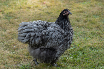 Black Orpington hen
