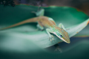 lizard on a branch in nature plants