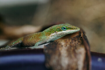 lizard on a branch in nature