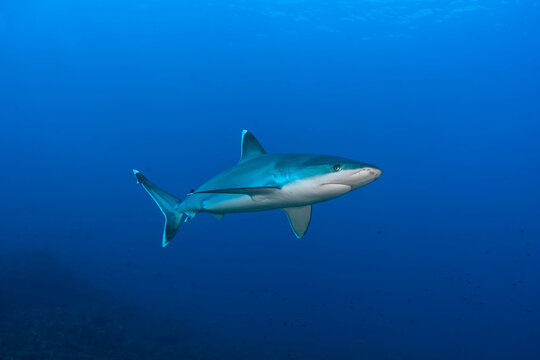 Silver tip shark (Carcharhinus albimarginatus) swimming in the blue