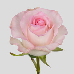 pink rose with stem and leaf, detail of the petals, natural flower in studio with detail in...