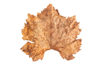 Dry leaf isolated on white background.