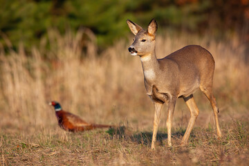 Roe deer, capreolus capreolus, standing on dry meadow with common pheasant, phasianus colchicus, in background. Doe and hen looking on field in autumn. Wild bird and brown mammal observing on glade. © WildMedia