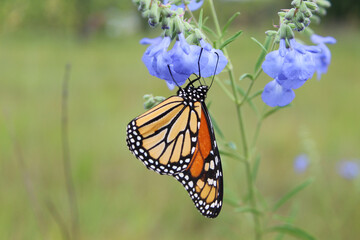Monarch butterfly feeding on wild blue sage wildflower, a threatened plant species in Illinois, in Morton Grove