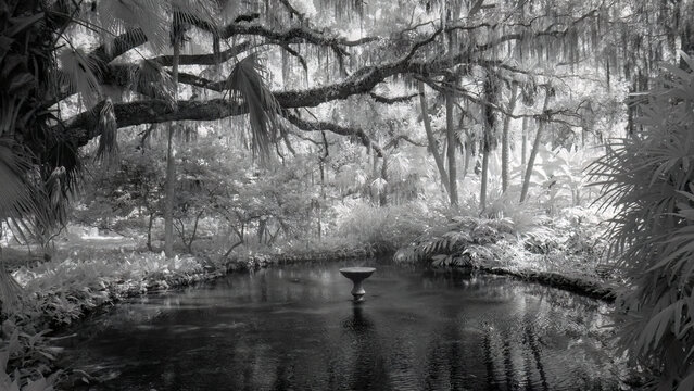 Infrared Red black and white image of the pond in Washington Oaks Gardens State Park in Florida USA