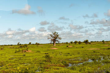 baobab