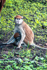 japanese macaque sitting on the ground