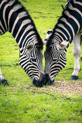Fototapeta na wymiar two zebras