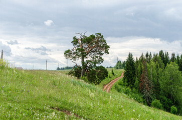A crooked pine tree against a background of clouds. A tree with a dry crown and green branches standing in the grass against a background of gray clouds. High quality photo