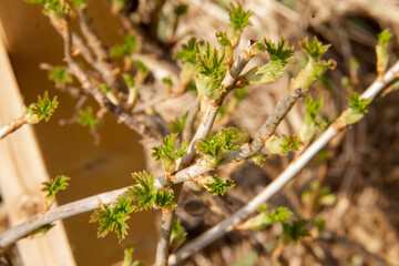young buds on a branch of a garden plant in early spring