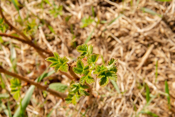 young buds on a branch of a garden plant in early spring