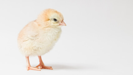 little yellow chicken stands sideways on a white background with copy space