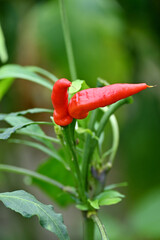 closeup the pair of ripe red chilly with leaves and plant growing in the farm soft focus natural green brown background.