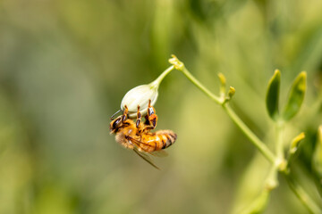 A honey bee on a flower, close-up, macro photo