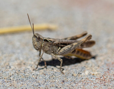 close-up macro cute grasshopper beetle.