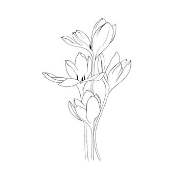 Drawing graphics with floral pattern for design. Floral flower natural design. Graphic, sketch drawing. lily, tulip.