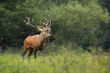Red deer, cervus elaphus, challenging on meadow in autumn mating season. Stag roaring on green...