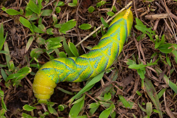 zenith view of an acherontia atropos caterpillar. macro photography
