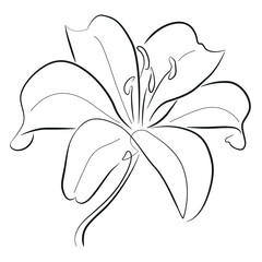 Lily vector illustration. Black and white floral vector illustration of a lily