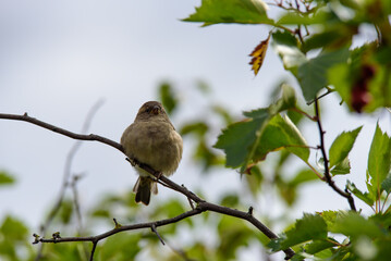 Obraz premium house sparrow sitting on a tree branch on a sunny summer day